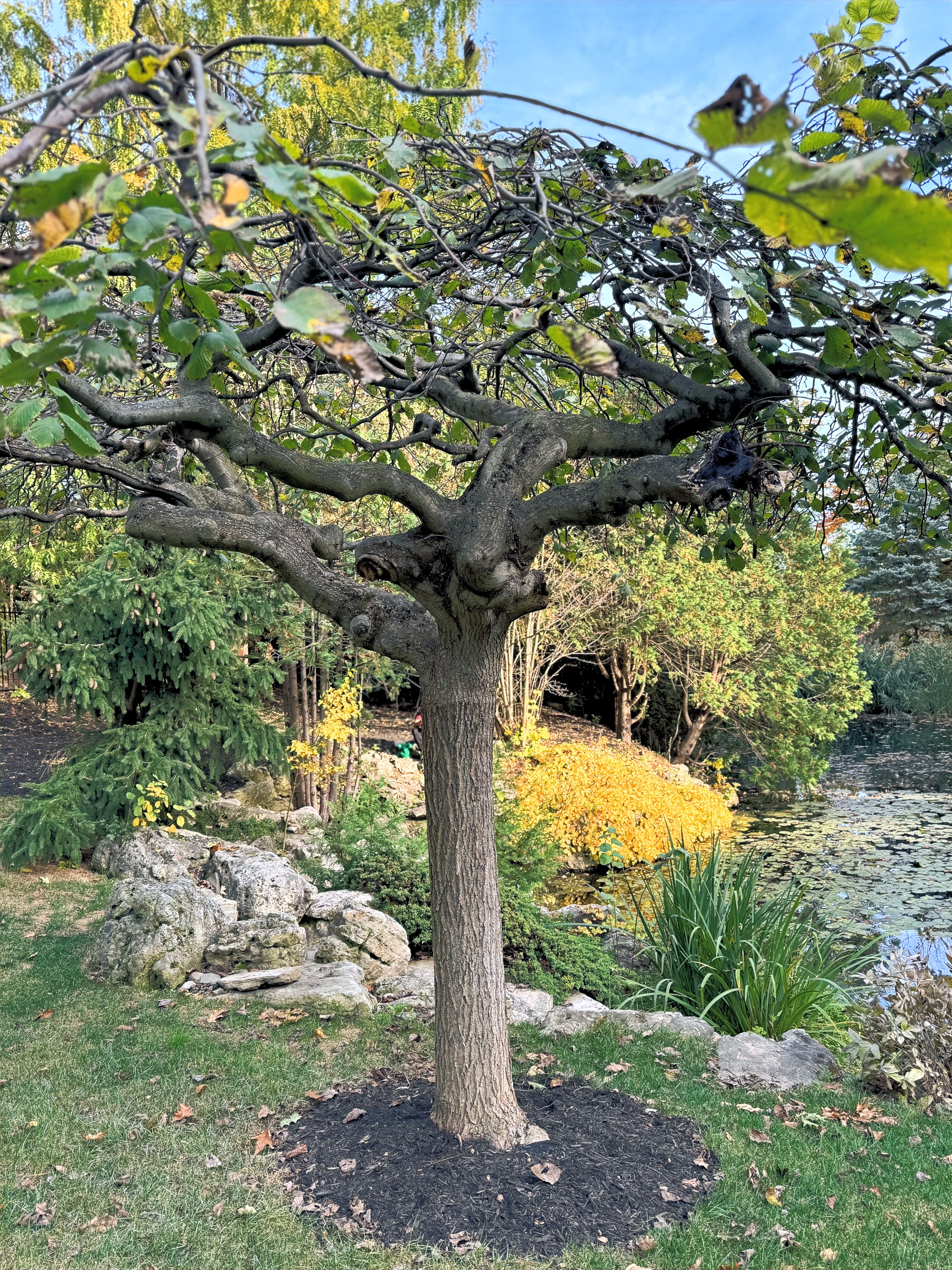 Planting Trees Shrubs and Flowers
